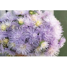 10 Adet Hazaster Hagan Light Blue Aster Tohumu