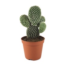 Opuntia Microdasys 'Albata' (Kaktüs) Ø8,5 CM Y10-15 CM
