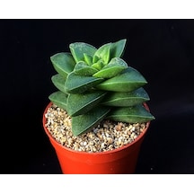 Crassula Springtime 5 Adet