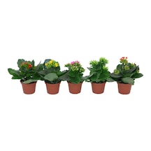 Kalanşo Çiçeği Kalanchoe - 5 Adet Karışık Renklerde