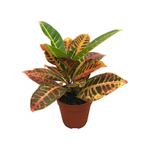 Codiaeum Variegatum 'Petra' (Kraton Çiçeği) Ø12 CM Y30-35 CM