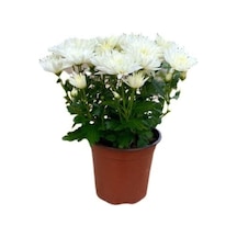 White Beyaz Renk Kasımpatı Krizantem Chrysanthemum 10-20 Cm