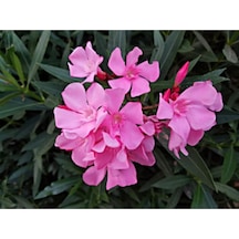 Pembe Zakkum Çiçeği Fidanı 50-70 Cm Tüplü Çiçekli Bodur Bitkiler Oleander