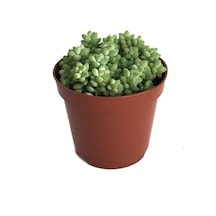 Sedum Burrito (Sukulent) Ø8,5 CM Y0-10 CM