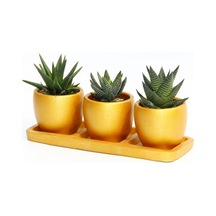 TRİO ORANGE HEDİYELİK SUKULENT SETİ - 3'lü Haworthia