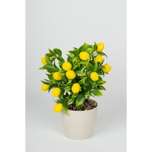 Limon