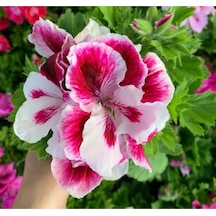 Ceylan Gözü Sardunya Pembe Beyaz 10-20 Cm