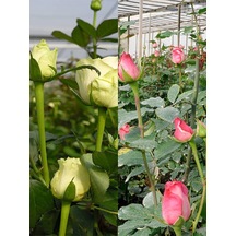 Videolu Yediveren Pembe Ve Beyaz Renkli 30 60 Cm 2 Adet Saksılı Aşılı Gül Pink And White