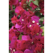 Bougainvillea Sarmaşık - Begonvil Sarmaşık Kırmızı 20-25 Cm 1.kalite Özel Ürün