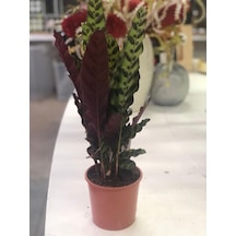 Calathea Lancifolia - Çıngıraklı Yılan Bitkisi 2118