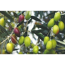 2 Yaş Tüplü Sarı Ulak Zeytin Fidanı Boy 130-150 Cm