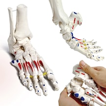 Kinematik Ayak İskeleti Modeli, Kas Başlangıç Ve Bitiş Noktaları Boyanmış, Elastik Bağlantılı, Gerçek Boyutlu - Ayak Eklemi Maketi 01