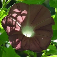 Knowlians Gündüz Sefası Çiçeği Tohumu 10 Tohum