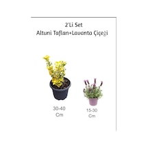 Altuni Taflan+ Lavanta Çiçeği 2'li Set Dış Mekan Bitkisi