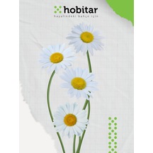 Hobitar Alman Papatyası Çiçek Tohumu 375 Adet