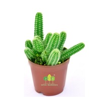 Echinopsis Chamaecereus Yılan Kaktüs