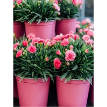 Videolu Pembe Kokulu Karanfil Fidanı 1 Adet Saksılı 15-30cm Salon Bitkisi Dianthus Caryophyllus