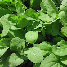 Büyük Yapraklı Roka Fidesi 5  Adet