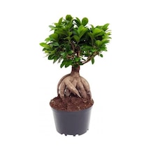 Bonzai Fidanı Saksılı 20 Cm 40 Cm