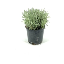 Lavantin 10-15 Cm Saksıda