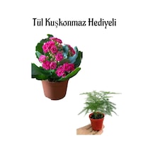 Anneler Gününe Özel Hediyelik Pembe Renk Kalanşo Çiçeği Tül Kuşkonmaz Hediyeli