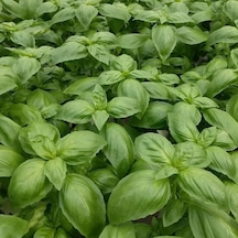 Dogal GReen Geniş Yapraklı Aromatik Fesleğen Tohumu 50 Tohum
