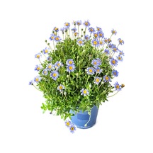 Videolu Mavi Çalı Papatyası 1 Adet Saksılı/ Tüplü 20-45 Cm Felicia Blue Daisy Bush