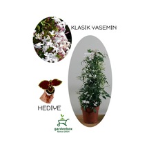 Mis Kokulu Ada Yasemini Çiçeği 1 Adet Saksılı/tüplü 30-60cm +yaprak Güzeli