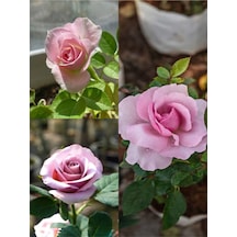 Yediveren Yavruağzı Rengi 15 30 Cm 2 Adet Tüplü/saksılı Aşılı Gül Turquoise Rose