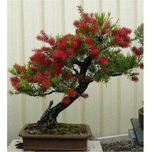 Bodur Bonsai Callistemon Ağacı Tohumu 5 Tohum+Saksı+Toprak+