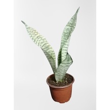 Serada Decor Plant Mini Paşa Kılıcı Sansevieria 30-40cm