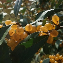 Tüplü Sarı Elaeagnus Umbellata Fortunella Şifalı Güz Zeytini Fidanı