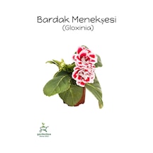 Kırmızı-beyaz Renk Bardak Menekşesi 1 Adet Saksılı 10-15cm Balkon Çiçeği Diğer