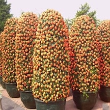 Bodur Mandalina Ağacı Tohumu 3 Tohum + Tohum