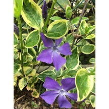 Vinca Minor Atropurpurea Mavi Cezayir Menekşesi Fidanı
