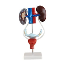Üreme Ve Boşaltım Sistemi Modeli Ürogenital Sistem Kadın