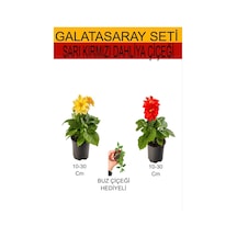 2'li Takım Seti Sarı- Kımrızı Dahliya Çiçeği+ Hediyelik Mini Buz Çiçeği