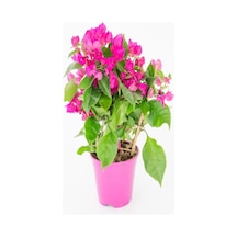 Açık Pembe Begonvil 40 60 Cm 1 Adet Saksılı Iç/ Dış Mekan Bitkisi Bougainvillea