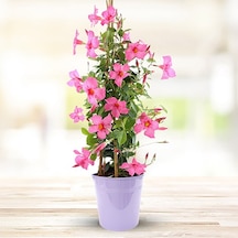 Mandevilla Sarmaşığı - Pembe 80-100cm