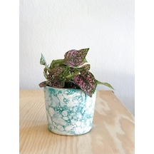 Hypoestes Hostes Çiçeği Pembe Yapraklı 10-15 Cm