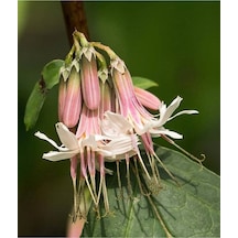 5 Adet Rare Wild Prairie Prenanthes Tohumu