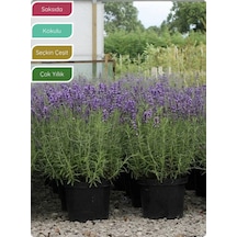 Lavanta Fidanı İngiliz Lavandula Angustifolia Hidcote, Saksıda Kokulu, Çiçek Açan, Çalı