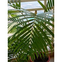 Bol Yapraklı 1 Adet Areka Palmiyesi Fidanı 100-120cm Saksılı Areca Palm