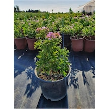 Kokulu Itır Çiçeği Pelargonium Graveolens Fidanı 10-20 Cm