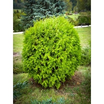 Videolu Limon Çamı Limoni Servi Fidanı 30 50 Cm 3 Adet Tüplü Cupressus Macrocarpa Goldcrest