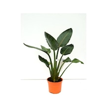 Orta Boy Starliçe Üretim Saksılı Strelitzia Nicolai 50-70cm Salon Çiçeği