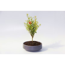 Bonsai Punica Süs Narı - Grey Serisi  6142