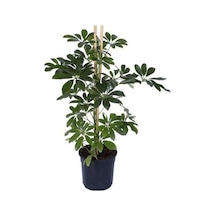 Yeşil Şeflara Fidanı 80cm-100cm