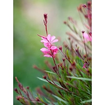 1 Adet Pembe Renk Gaura Çiçeği Fidanı 15-45 Cm Tüplü Çiçekli Bodur Bitkiler Lindheimeri