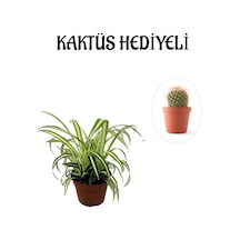 Sarı Yeşil Yapraklı Kurdele Çiçeği Sevgililer Gününe Özel Kaktüs Hediyeli